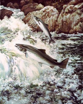 20071129162215-atlantic-salmon-4by5inches.jpg