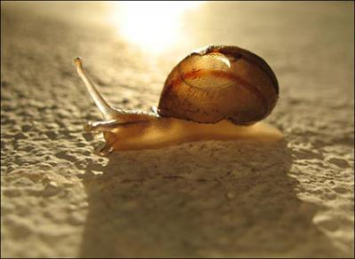 20080408133131-caracol-wgb2.jpg